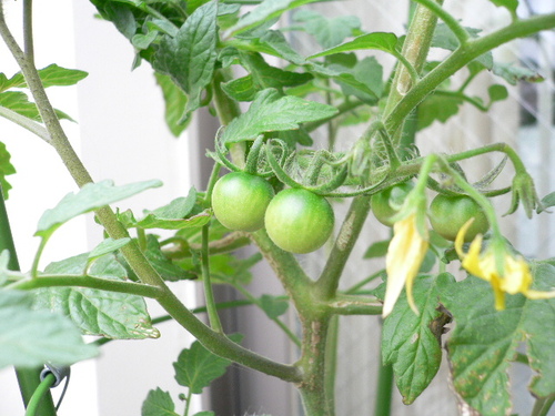 pomodorini verdi.JPG